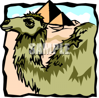 Camel Clipart