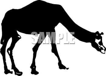 Camel Clipart