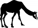 Camel Clipart