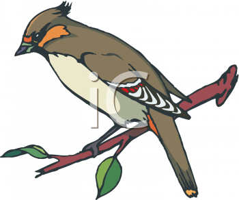 Cardinals Clipart