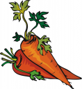 Carrot Clipart