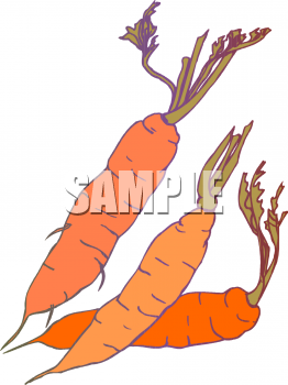 Carrot Clipart