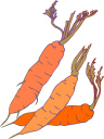 Carrot Clipart