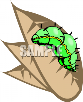 Bug Clipart