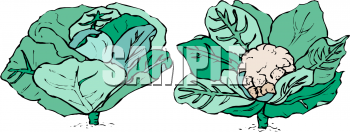 Cauliflower Clipart