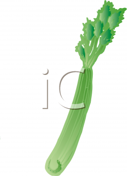 Celery Clipart