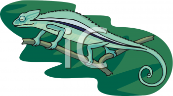 Chameleon Clipart