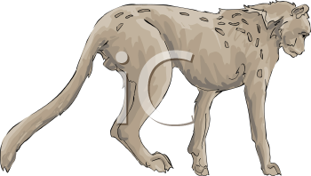 Cheetah Clipart