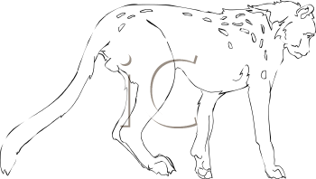 Cheetah Clipart