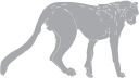 Cheetah Clipart