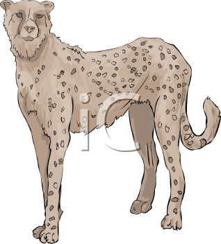 Cheetah Clipart