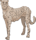 Cheetah Clipart