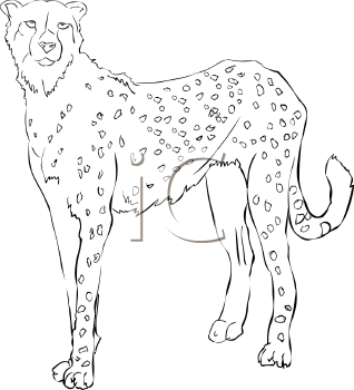 Cheetah Clipart