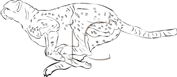 Cheetah Clipart