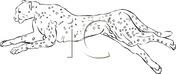 Cheetah Clipart