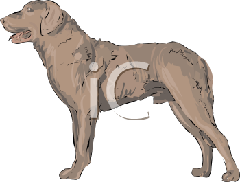 Dog Clipart