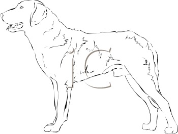 Dog Clipart