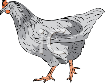 Chicken Clipart