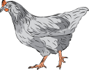 Chicken Clipart