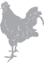 Chicken Clipart