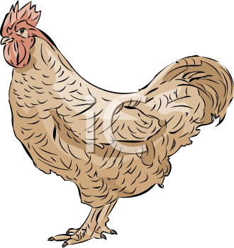 Chicken Clipart