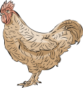 Chicken Clipart