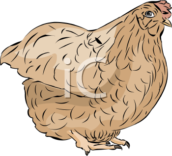 Chicken Clipart