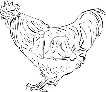 Chicken Clipart