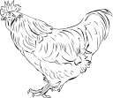 Chicken Clipart