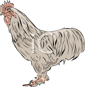 Chicken Clipart