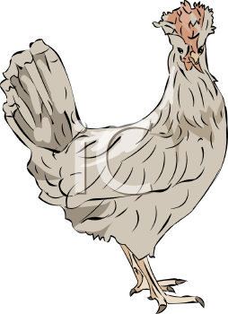 Chicken Clipart