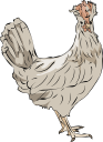 Chicken Clipart