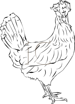 Chicken Clipart