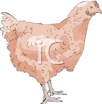 Chicken Clipart