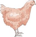 Chicken Clipart