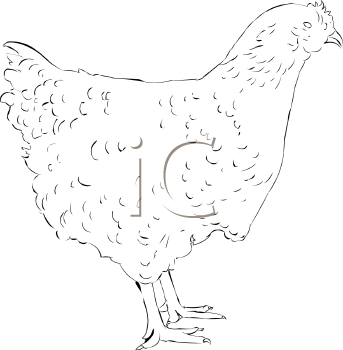 Chicken Clipart