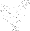 Chicken Clipart