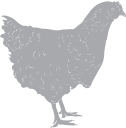 Chicken Clipart