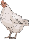 Chicken Clipart