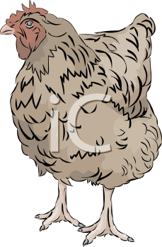 Chicken Clipart