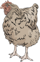 Chicken Clipart