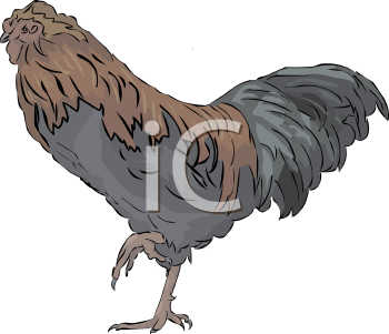 Chicken Clipart