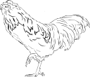 Chicken Clipart