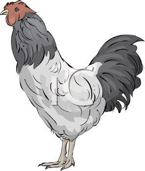 Chicken Clipart