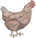 Chicken Clipart