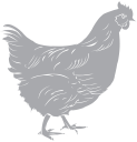 Chicken Clipart