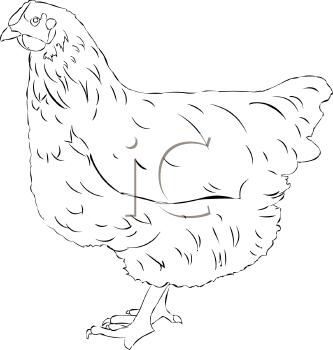 Chicken Clipart