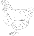 Chicken Clipart