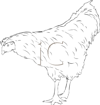 Chicken Clipart