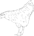 Chicken Clipart